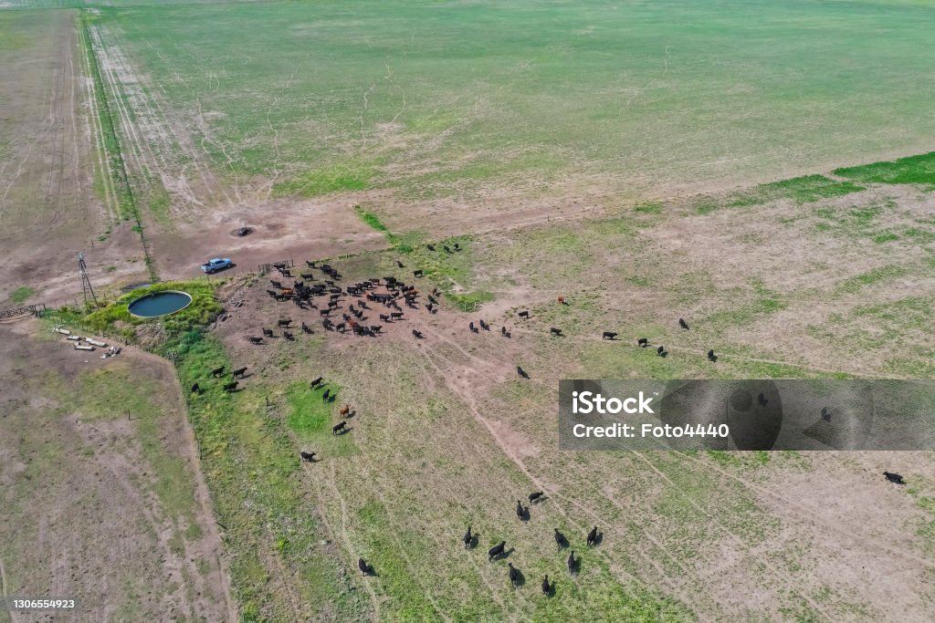 cows in the field.la pampa argentina cows in the field.la pampa argentina