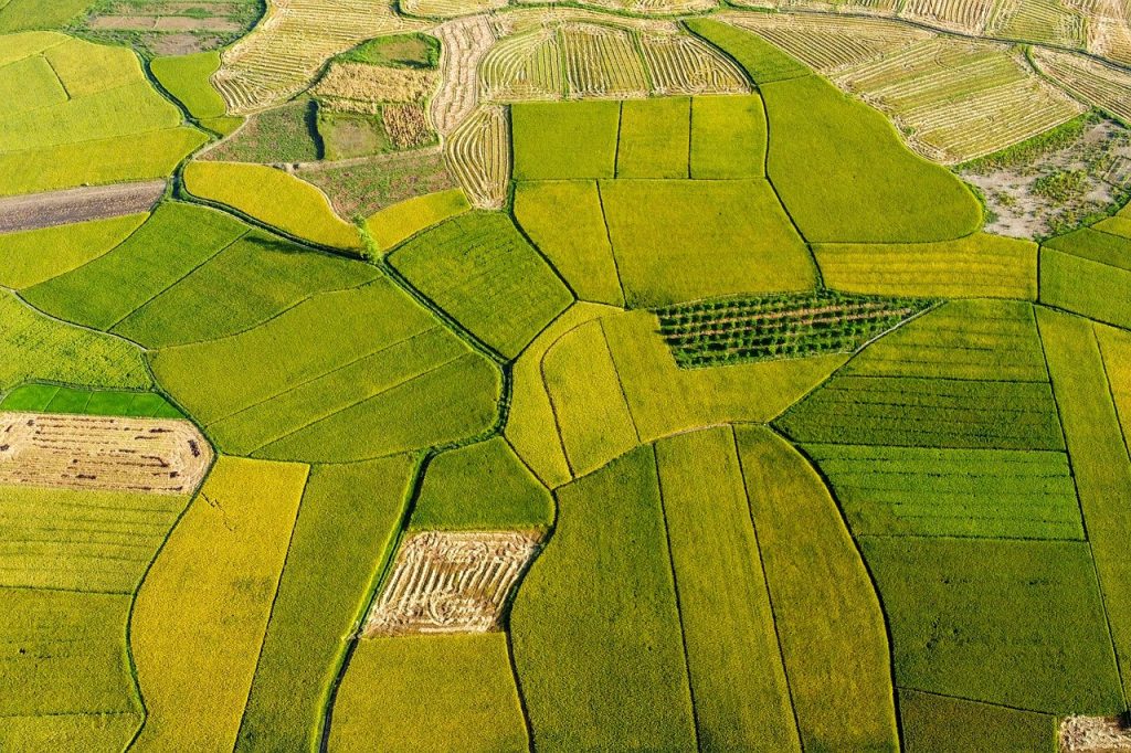 rice fields 7247360 1280